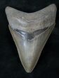 Serrated Megalodon Tooth - Medway Sound, GA #14469-1